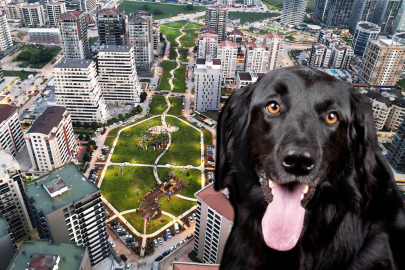 Bursa'da "Köpekler için oyun parkı yapılsın" talebi!