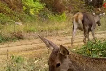 Bursa'da otlayan kızılgeyikler fotokapanla görüntülendi