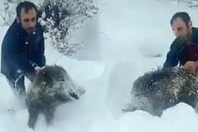 Sinop'ta eliyle domuz yakalayan adama 15 bin lira para cezası