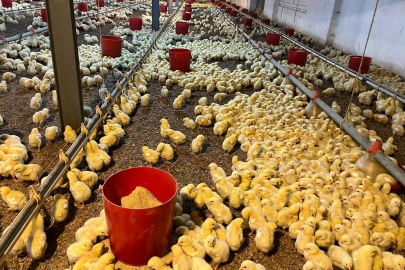 Alaplı'da kümes yangını korkuttu