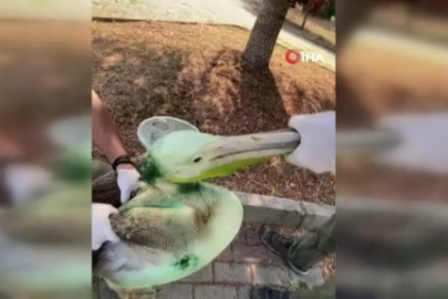 Bursa’da tedavi edilen pelikan doğal yaşamına döndü