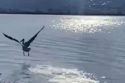 Bursa'da yaralı ak pelikan 5 aylık tedavisinin ardından doğaya salındı