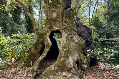 İstanbul'un anıt ağaçları yüzyılların hafızasını ayakta tutuyor