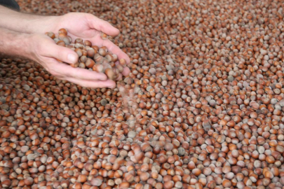 Türk fındığı 2025'te 122 ülkeye ihraç edildi