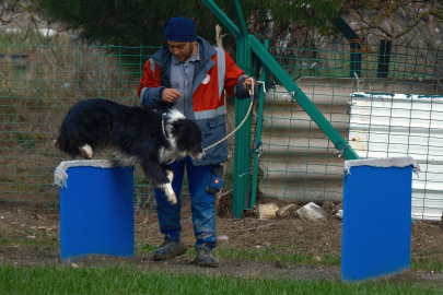 Kangal ve akbaştan sonra çobanlara hareketli ve heyecanlı yeni bir yardımcı geliyor
