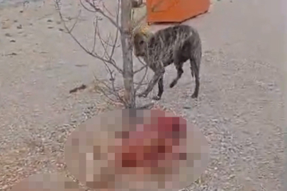 Eskişehir'de barınakta aç ve susuz bırakılan köpeklerin birbirini parçaladığı iddiası