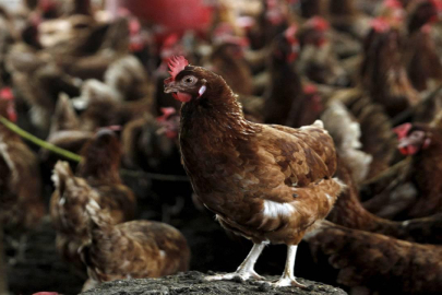 Bursa'da kuş gribi alarmı! Hepsi kümeslere kapatılacak