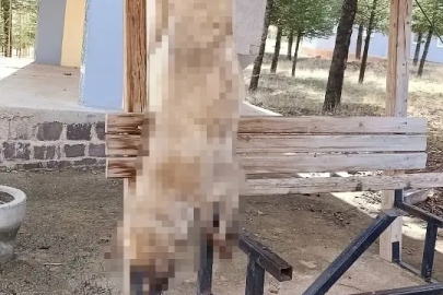 Afyonkarahisar'da vahşet: Köpeği asıp işkence yaparak öldürdüler