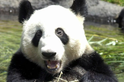 Japonya son pandalarına veda ediyor