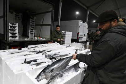 Marmara Denizi'nde torik bolluğu