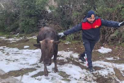 Tokat’ta su kuyusuna düşen inek kurtarıldı