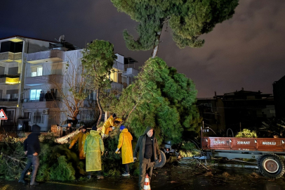 Aydın'da fırtınada devrilen ağaç, elektrik tellerini kopardı
