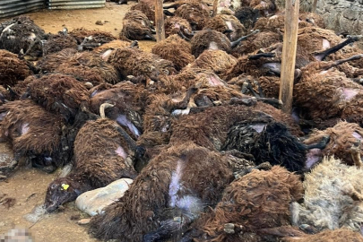 Kars’ta aç kurtlar 130 koyunu telef etti