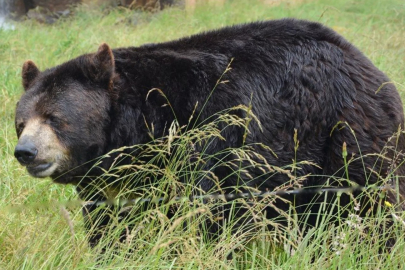 Japonya’da ABD askerlerinin tatbikatına ayı müdahalesi