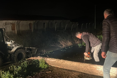 Aydın'da fırtına mezarlıkta ağaçları devirdi, belediye ekipleri anında müdahale etti