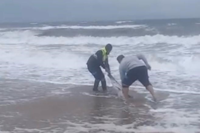Balıkesir Ayvalık'ta karaya vuran yunusu vatandaşlar kurtardı