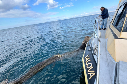 Marmara Denizi’nde feribot trafiği için tehlike oluşturan yüzen ağaç kıyıya çekildi