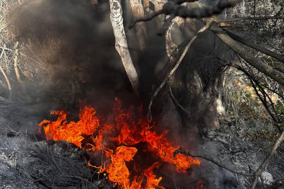 Bursa Mudanya’da alevler büyümeden söndürüldü! Aydınpınar’da korku dolu anlar...
