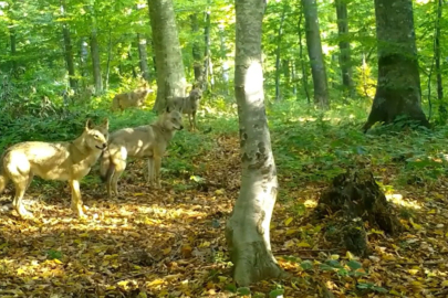 Bursa'da ormanda gezen kurt sürüsü fotokapanla görüntülendi