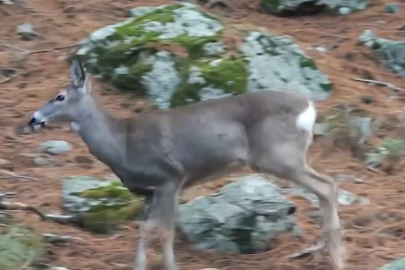 Bursa Uludağ'da ormanda zıplayarak dolaşan karaca görüntülendi