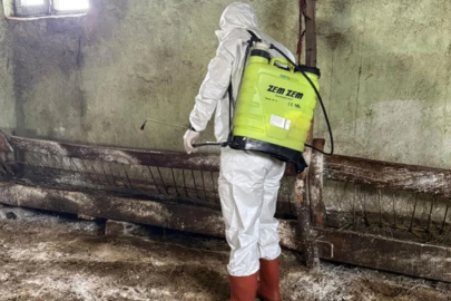 Hakkari Yüksekova'da kuduz alarmı! Bölge karantinaya alındı