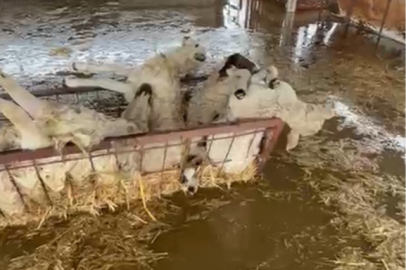 Aydın'da sular altında kalan hayvan damındaki koyunlar telef oldu