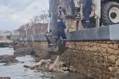 Çanakkale Gelibolu’da ölü inek sahile vurdu