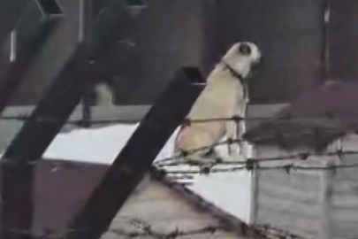 Erzincan’daki deprem öncesi Sivas’taki Kangal köpekleri tepki verdi