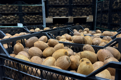 Bursa'da yetiştirilen dev kiviler ağırlıklarıyla rekor kırdı