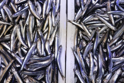 Hamsi bu defa şaşırttı! Bir buçuk aydır tezgahlardan uzaktı: