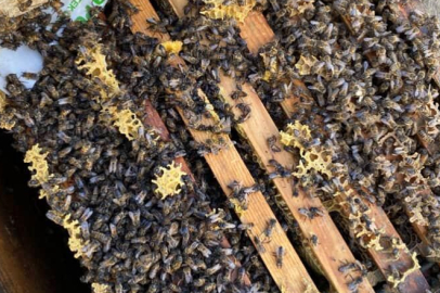 Manisa Salihli’de 103 kovan arı sele kapıldı