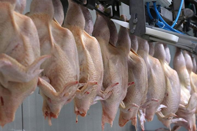 Ticaret Bakanlığı duyurdu: Kanatlı eti ihracatı durduruldu!