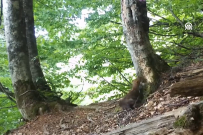 Bursa Uludağ'da yiyecek arayan sansar fotokapanla görüntülendi