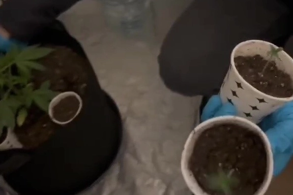 Düzce'de özel düzenekle uyuşturucu yetiştirilen eve polis baskını