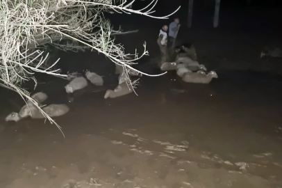 Muğla'da itfaiyeden koyun kurtarma operasyonu