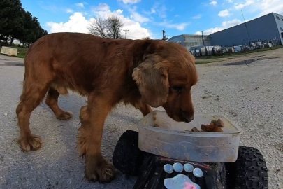 Bursa'da sokak hayvanlarına, ‘oyuncak arabalı’ mama servisi!