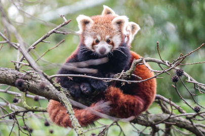 Bursa Hayvanat Bahçesi'nde kırmızı panda yavrularına özenle bakılıyor