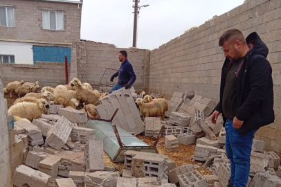 Nevşehir’de fırtına ağıl ve mandırayı vurdu: 12 koyun telef oldu