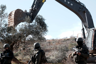 İsrail, Batı Şeria'da 777 ağacı söktü