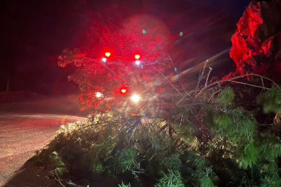 Muğla Marmaris'te fırtına ağaç devirdi: 1 kişi yaralandı