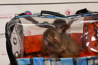 Ticaret Bakanlığı ekipleri 85 binden fazla canlı hayvan ele geçirdi