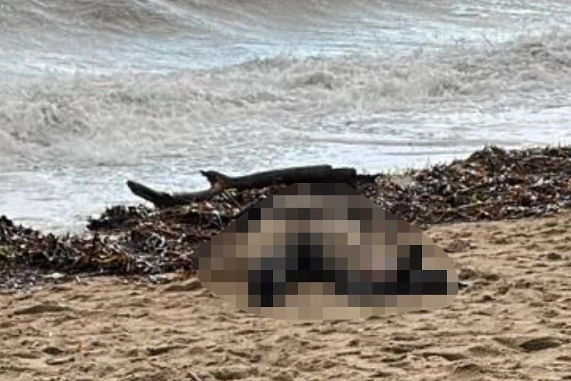 Balıkesir'de Sarımsaklı sahiline kadın cesedi vurdu