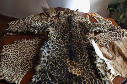 Mersin Çukurova Uluslararası Havalimanı'nda leopar postu ve baykuş gözü ele geçirildi