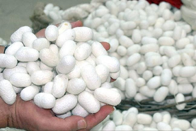 Bursa'da İpekböcekçiliği sektörü koza üretiminde çıtayı yükseltti