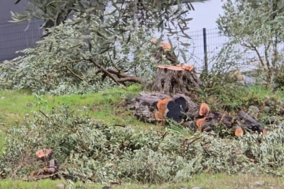 Muğla'da zeytin ağaçlarını kesen ve görevinden istifa eden CHP'li başkana 36 bin 762 lira para cezası