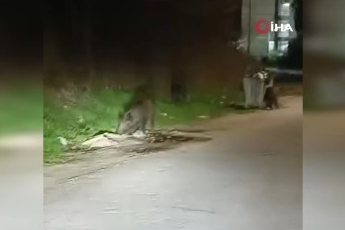 Aç kalan domuz sürüsü Bursa'nın merkezine indi