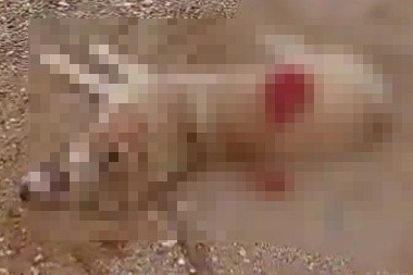 Antalya'da köpeği av tüfeğiyle öldürdü, gözaltına alındı