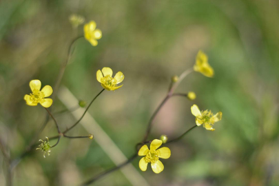 Cemre düşüyor, bahar yaklaşıyor