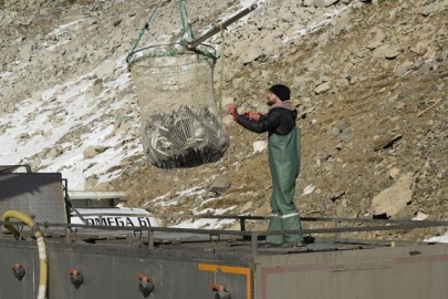 Denizi olmayan il dünyaya tonlarca balık satıyor! 5 kg olunca...