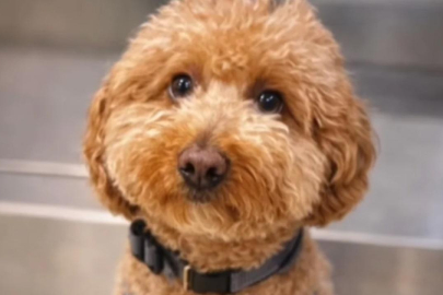 Uçağa binebilmek için köpeğini havaalanında terk etti